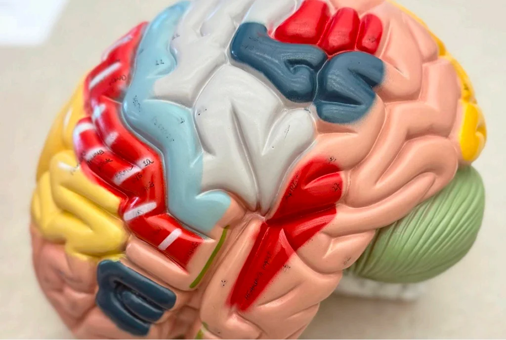 cerveau